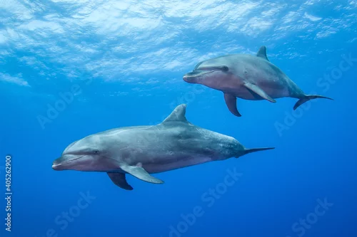 Obraz Dolphins in the blue