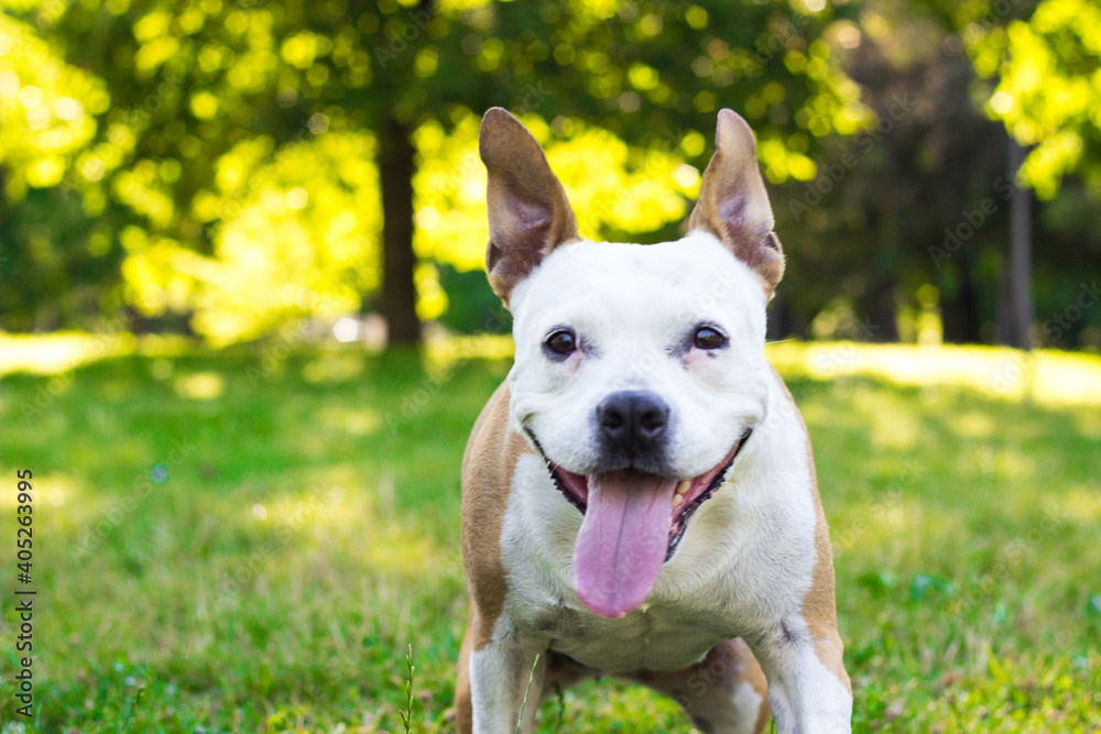 Friendly Dog having a big smile Friendly Dog having a big smile