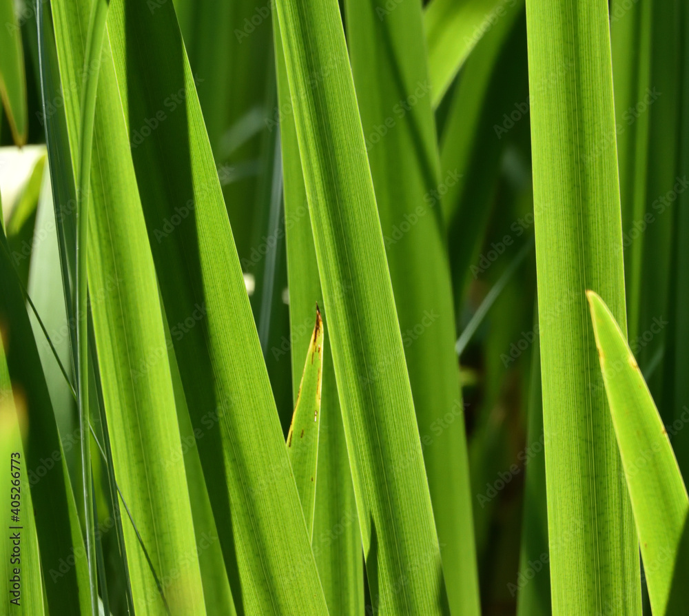 Pond Grasses Pond Grasses