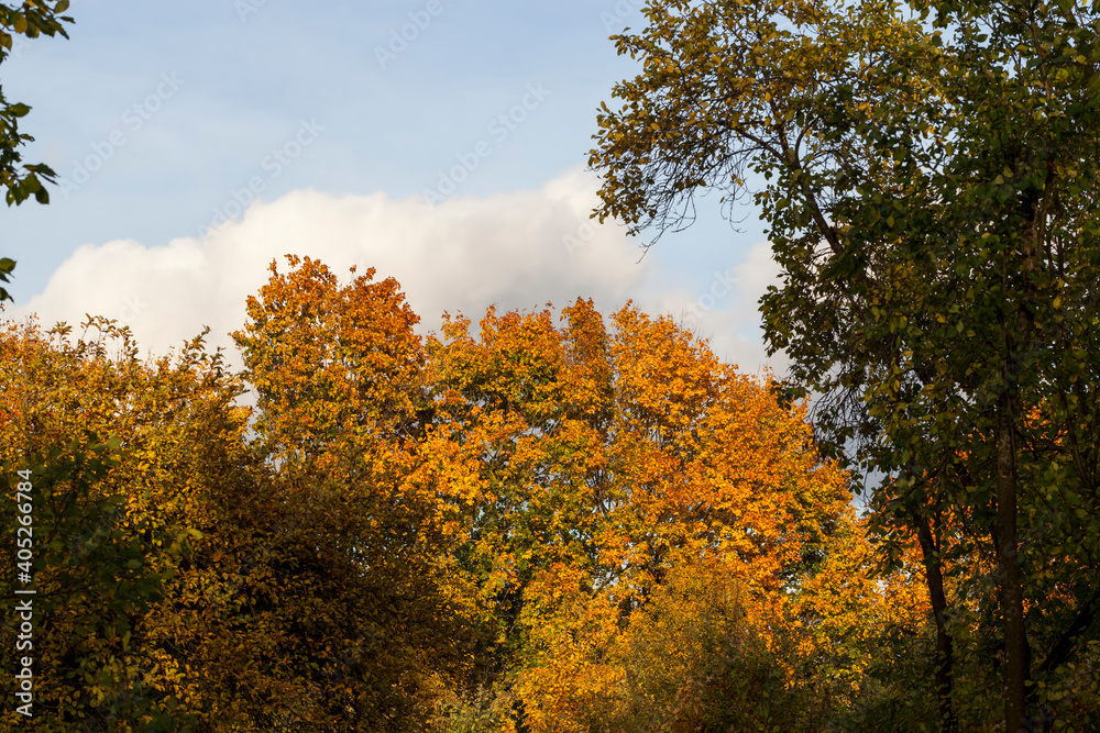 maple foliage in autumn leaf fall