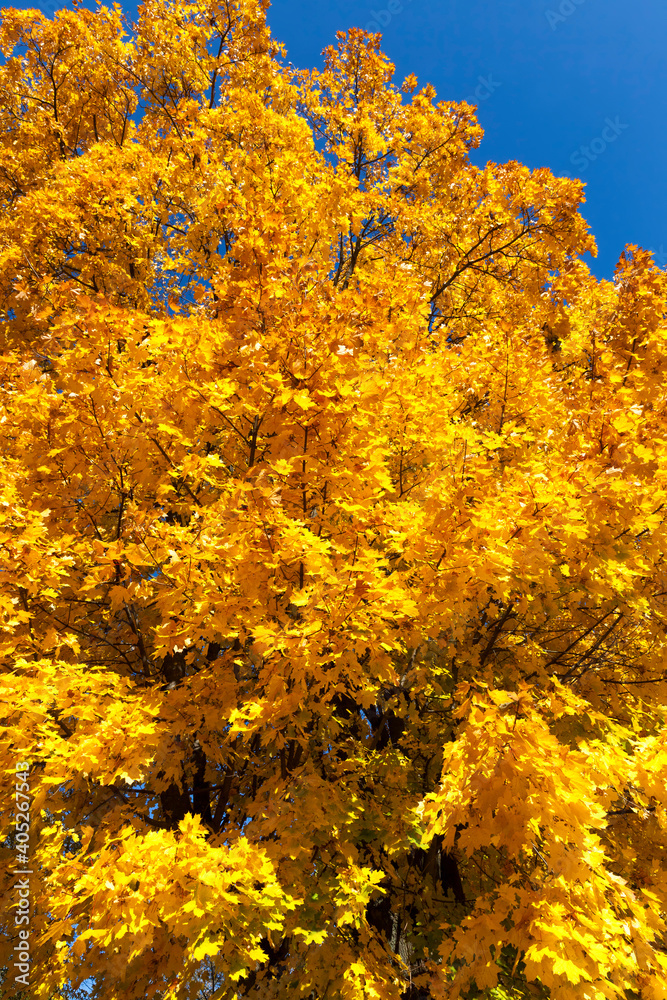 Fototapeta premium deciduous oak trees in the forest or in the Park
