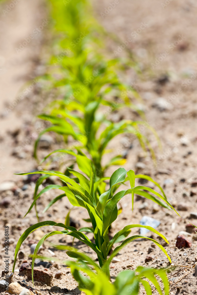 cultivation of sweet corn cultivation of sweet corn