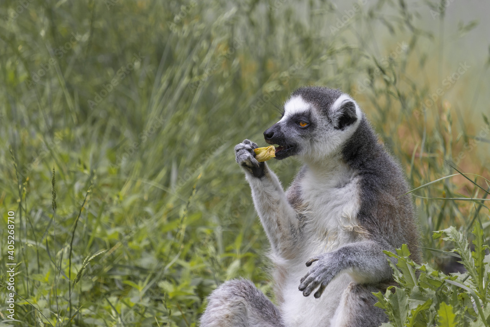 Lemur catta sits in a tall grass and eats.(Lemur catta)