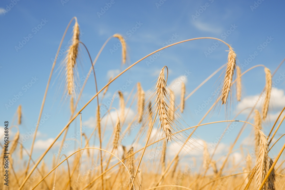 Spikelets of ripe wheat against the blue sky. Background in gold and blue tones. Spikelets of ripe wheat against the blue sky. Background in gold and blue tones.