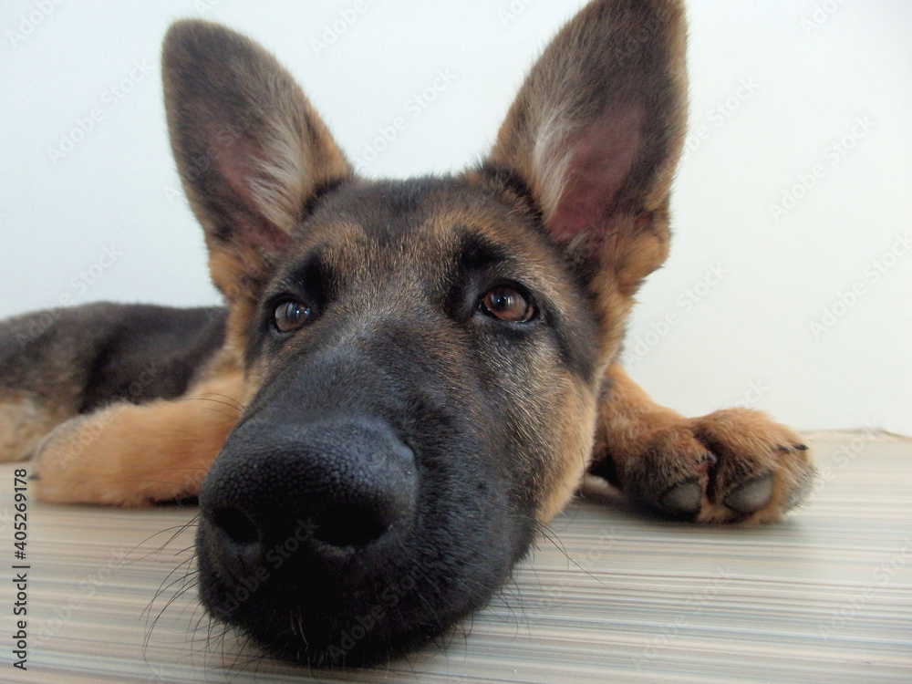 An up close and personal portrait of a puppy in which the nose appears enlarged. An up close and personal portrait of a puppy in which the nose appears enlarged.
