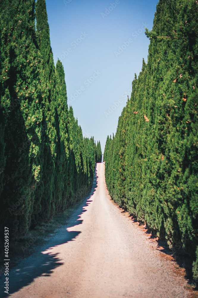road path cypress trees avenue tuscany italy  