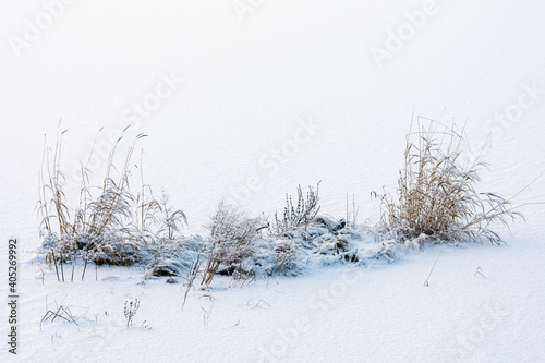 Dried plants in the snow