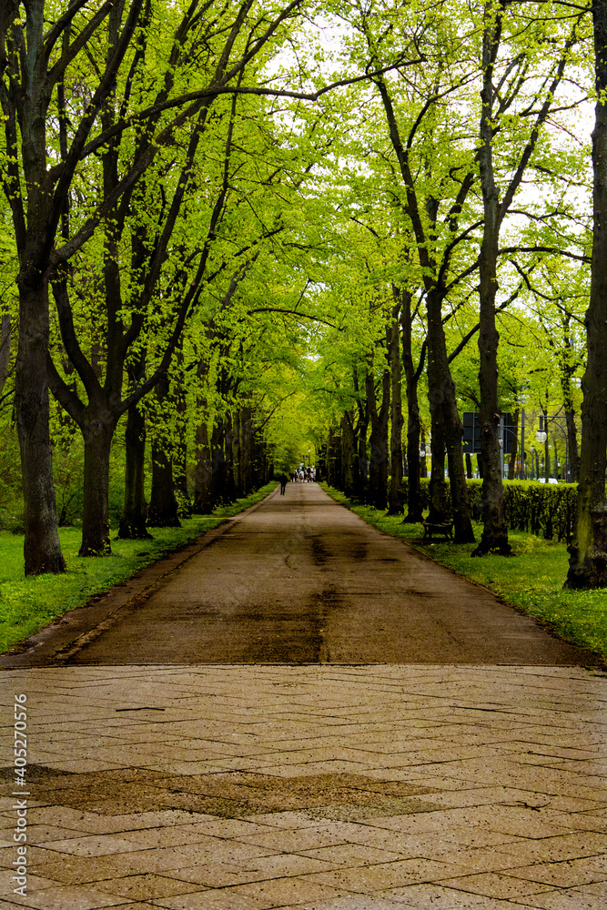 Fototapeta premium alley in the park
