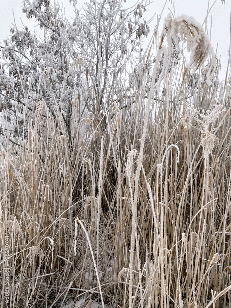 Fototapeta premium Winter forest in Russia. Snow-covered dry reeds on a frozen lake