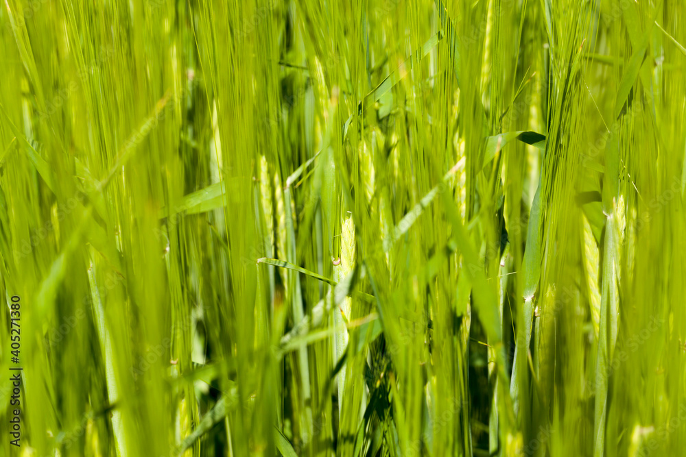 agricultural field where green barley grows agricultural field where green barley grows