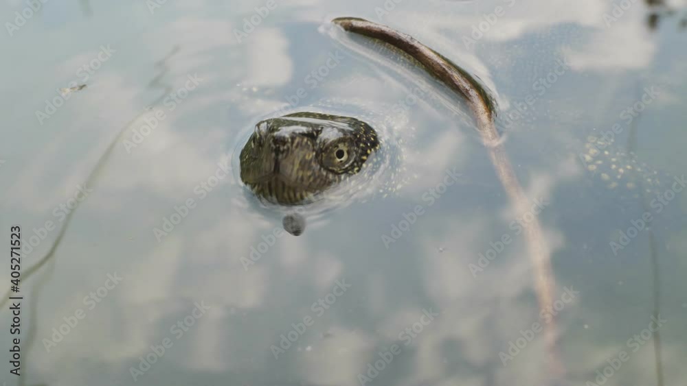 europäische sumpfschildkröte  streckt den kopf aus dem wasser, 50 fps, mehrere szenen, emys orbicularis