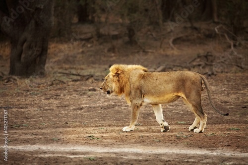 A Lion male (Panthera leo) walking across the dry grassland.
