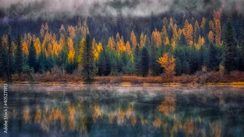 Western Larch, Pend Oreille River