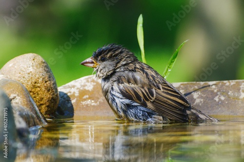 Young sparrow squatting in the water of a bird's waterhole. Czechia. Europe. © Milan