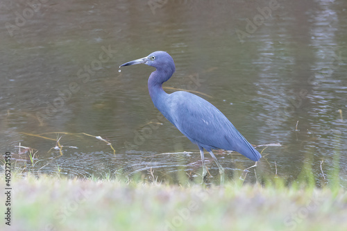 A little blue heron  Egretta caerulea  wading in the water with a drop of water falling from its beak.