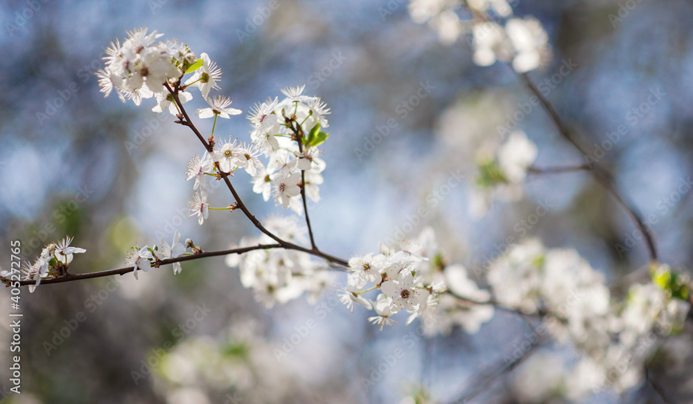 spring branch of blooming apricot on a blue sky background spring branch of blooming apricot on a blue sky background