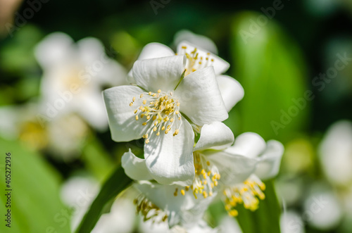 jasmine bush in warm sunset light