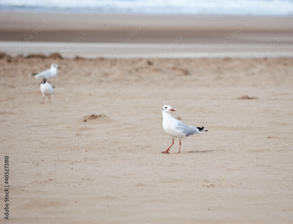 Gaviota sobre la arena en la playa Gaviota sobre la arena en la playa