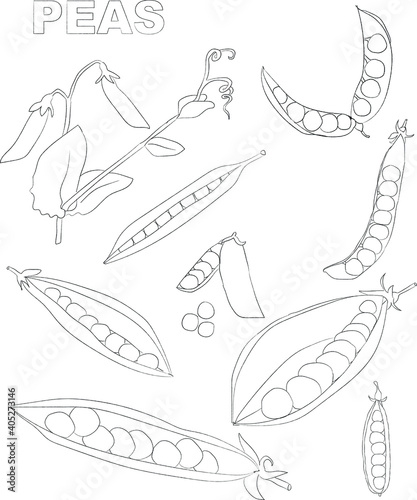Set of hand drawn black and white illustrations of pea pods. Organic vegetarian product. Peas set is applicable for restaurant menu or packaging, label, poster, print.