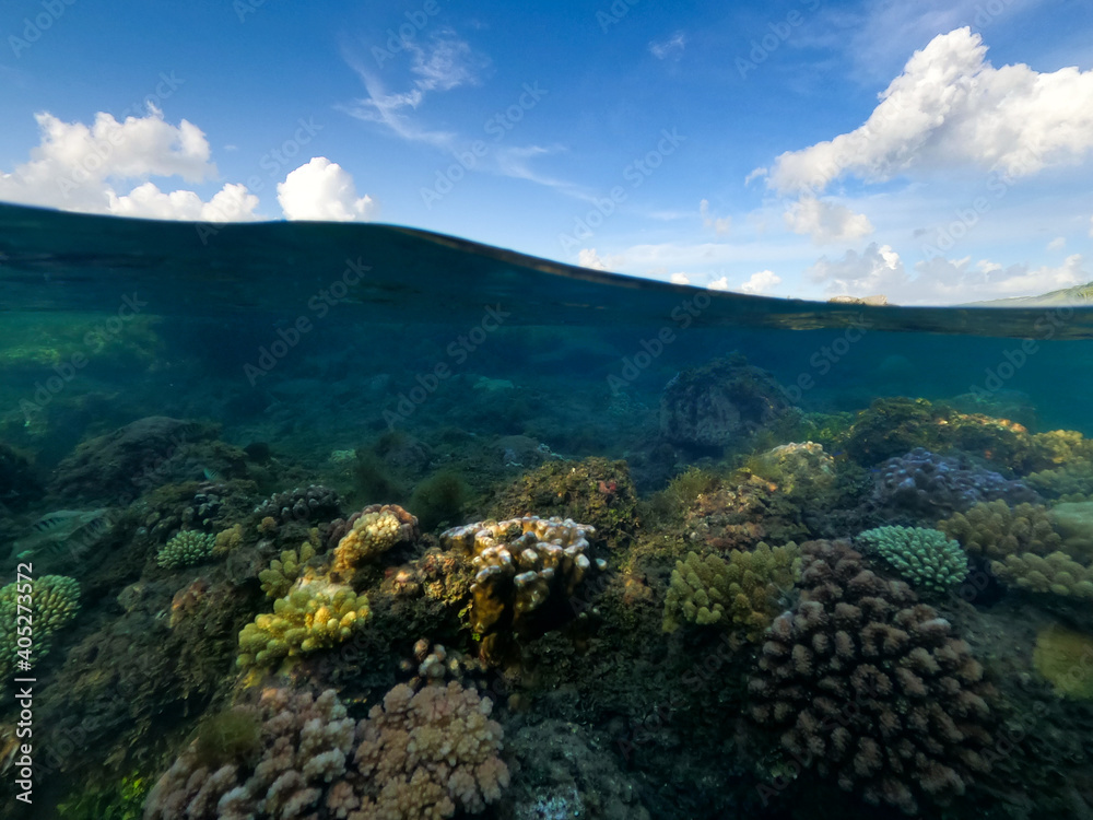 Underwater life Underwater life