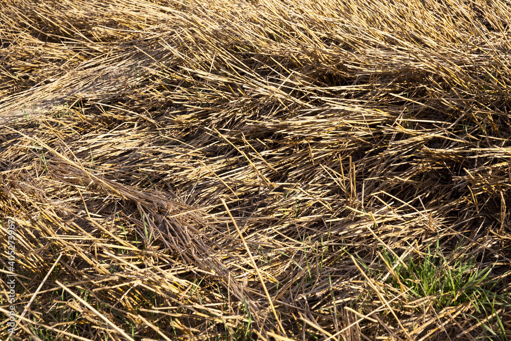 Mature yellowed cereals Mature yellowed cereals