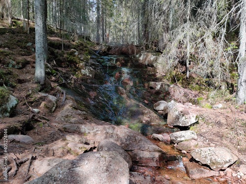 Wallpaper Mural stump in the forest Torontodigital.ca