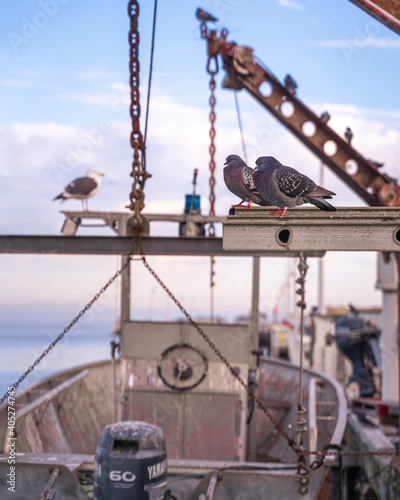 pigeons and seagull on an abandoned boat