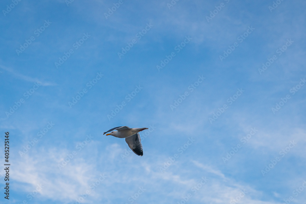 seagull in flight