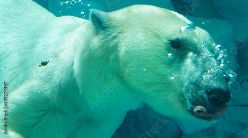 Polar bear hunting for food