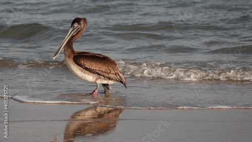 Juvenile brown pelican walking out of the surf on the beach; reflected in the water; copy space
