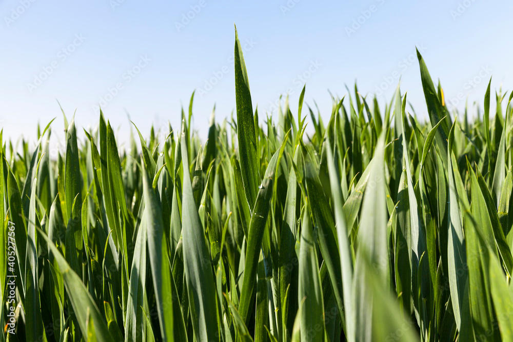 Obraz premium close - up of the agricultural crop rye
