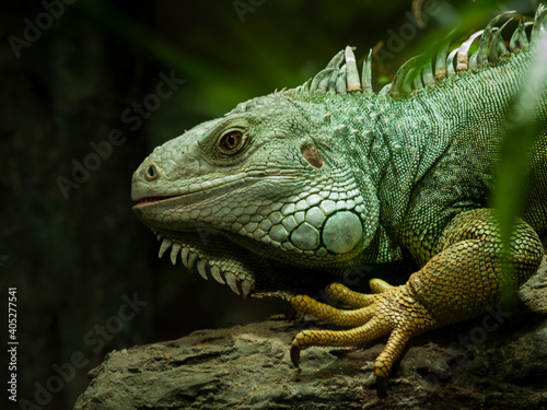 lush portrait of the green lizard Islamorada with beautiful painted skin and a dark background