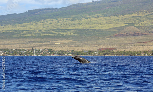 Baby whale jumping - Humpback whale - Maui, Hawaii