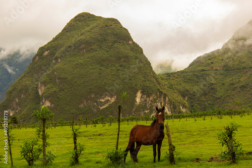 Caballo en el Cráter Pululahua 