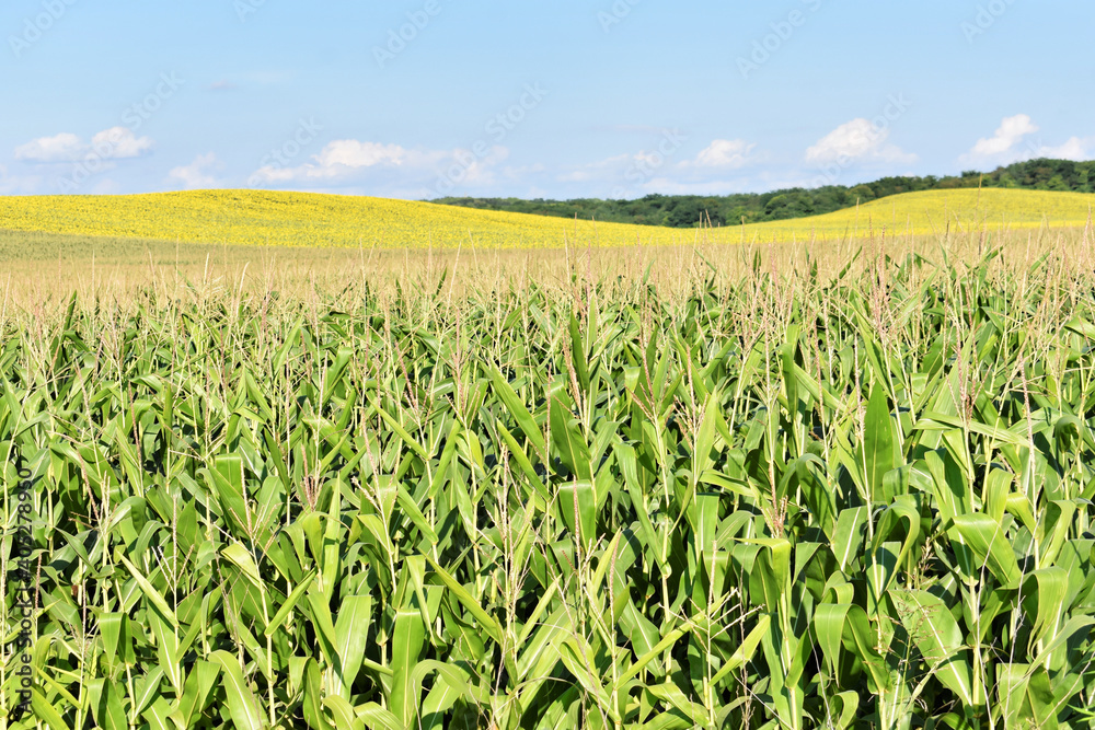 Fototapeta premium Young green corn field in summer