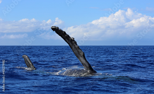 Whale side fin - Humpback whale - Maui, Hawaii