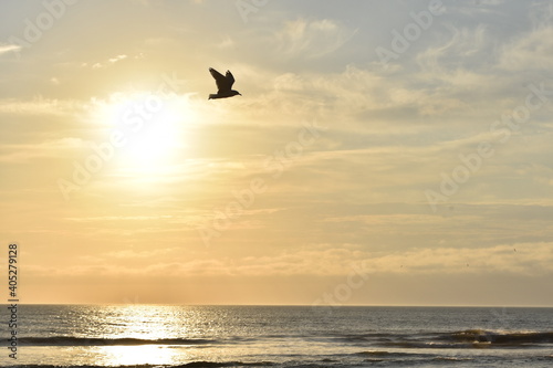 Silhouette of a bird flying at the beach