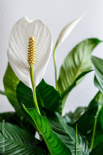 wingleaf, winged flower, Spathiphyllum, white flower in full bloom,elegant, intimate, romantic, delicate photo