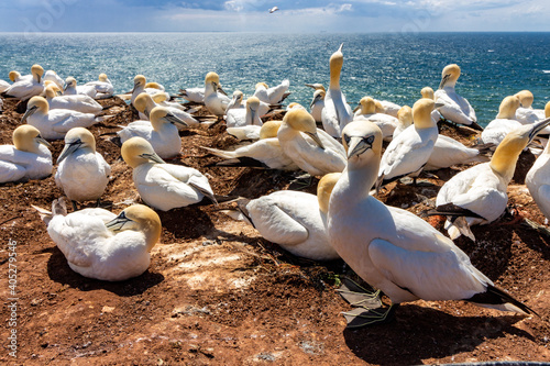 Helgoland German North Sea Island photo