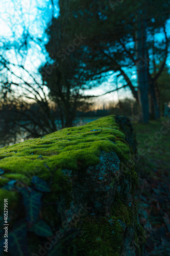 morning in the park