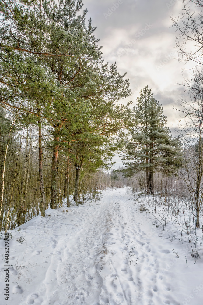 Walk in the winter forest in frosty weather Walk in the winter forest in frosty weather