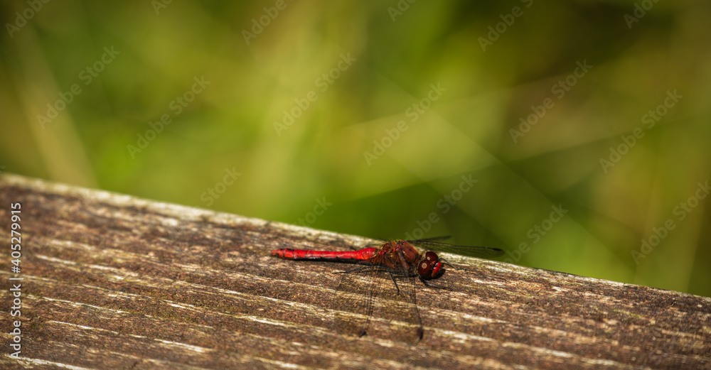 Red dragonfly resting on the branch Red dragonfly resting on the branch