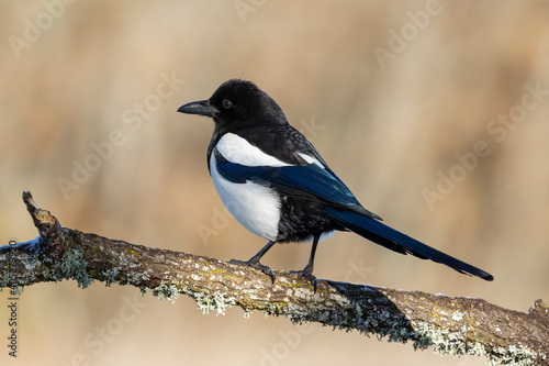 Eurasian magpie or common magpie (Pica pica) perched on a log against a uniform background