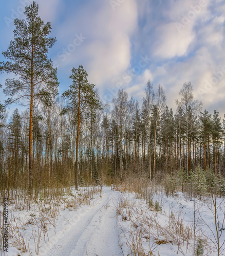 Walk in the winter forest in frosty weather