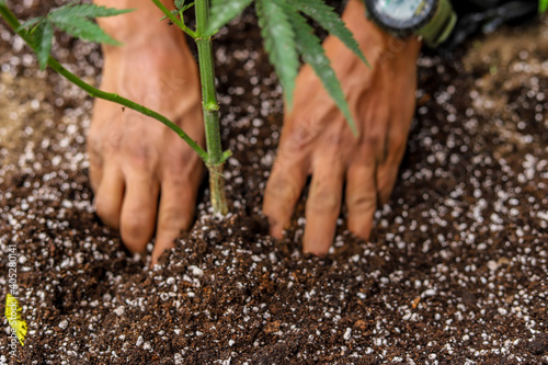 A person planting cannabis plant with his hands in the soil in a fertilized land, showing his hands and the cannabis cativa plant. Organic cannabis planting. photo