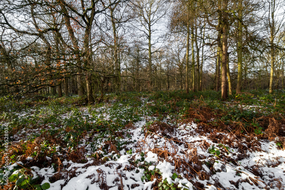 Trees in Park in England Winter time and snow Trees in Park in England Winter time and snow