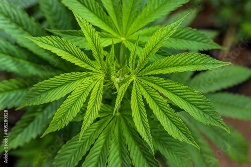 Cannabis or marijuana leaf of the sativa species in a plantation for medical and therapeutic use with CBD and THC