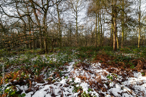 Trees in Park in England Winter time and snow © Marcin