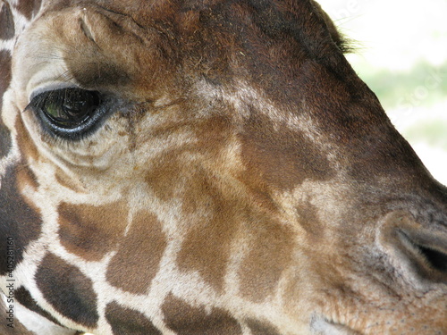 giraffe head close up
