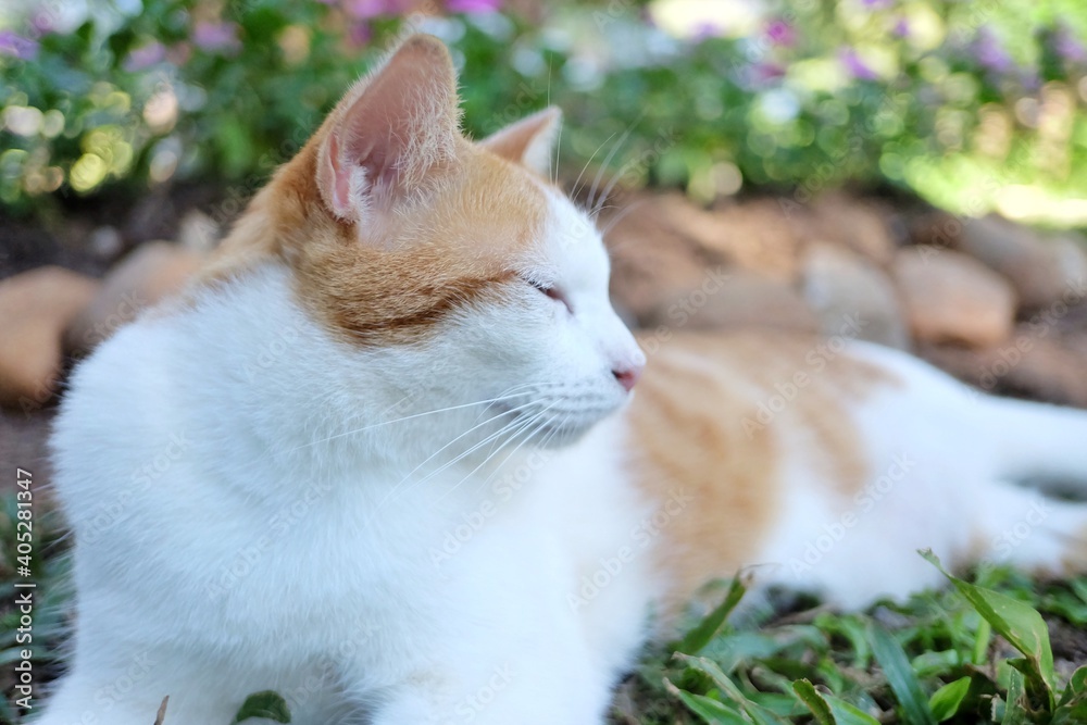 In selective foucs white brown cat taking a nap on green grass field with sunlight